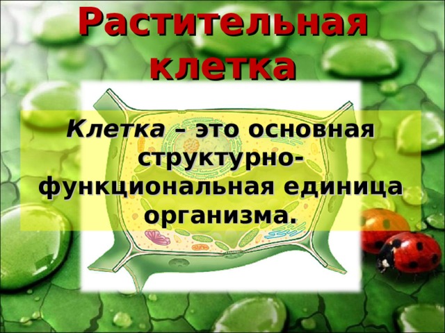 Растительная клетка Клетка – это основная структурно-функциональная единица организма. 