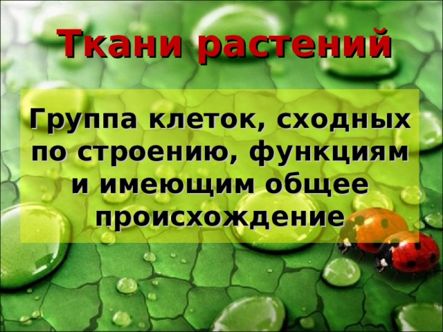 Ткани растений Группа клеток, сходных по строению, функциям и имеющим общее происхождение 