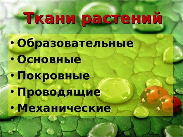 Ткани растений Образовательные Основные Покровные Проводящие Механические 