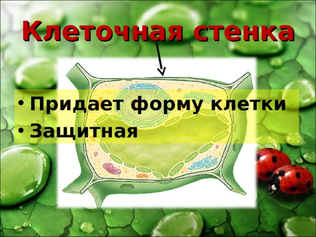 Клеточная стенка Придает форму клетки Защитная 