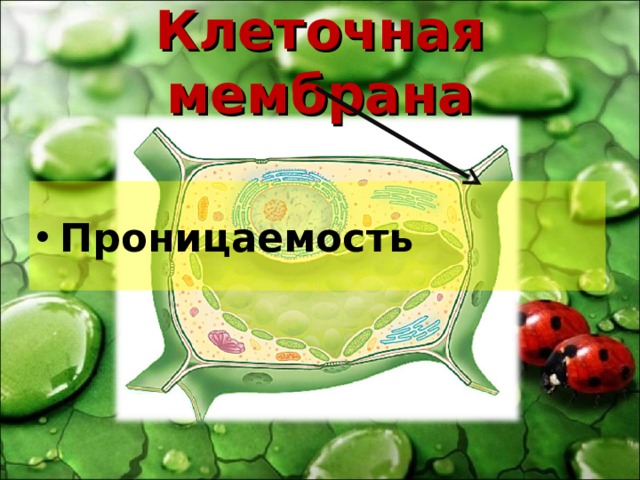 Клеточная мембрана Проницаемость 