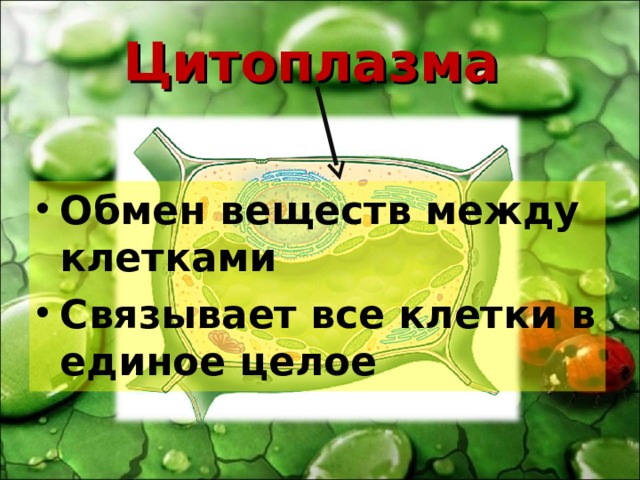 Цитоплазма Обмен веществ между клетками Связывает все клетки в единое целое 