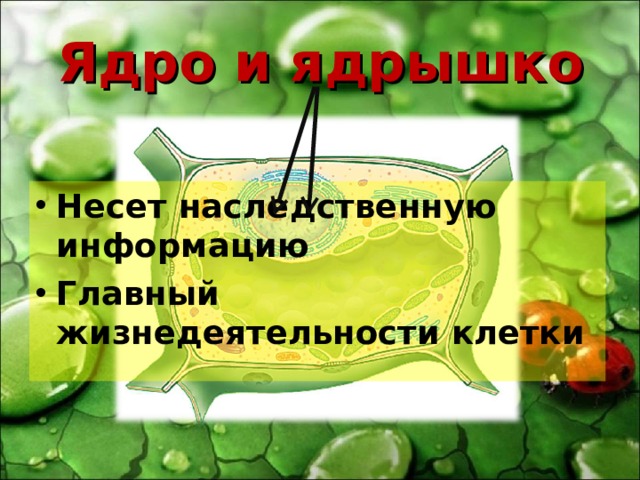 Ядро и ядрышко Несет наследственную информацию Главный жизнедеятельности клетки 
