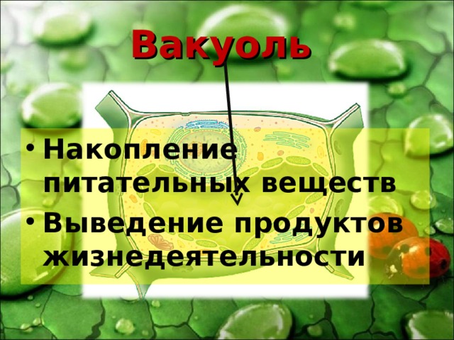 Вакуоль Накопление питательных веществ Выведение продуктов жизнедеятельности 