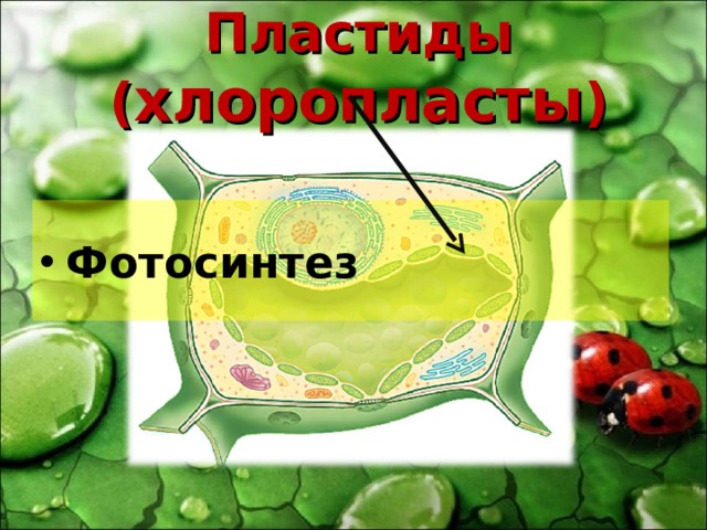 Пластиды ( хлоропласты ) Фотосинтез 