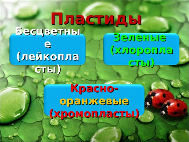 Пластиды Зеленые (хлоропласты) Бесцветные (лейкопласты) Красно- оранжевые (хромопласты) 