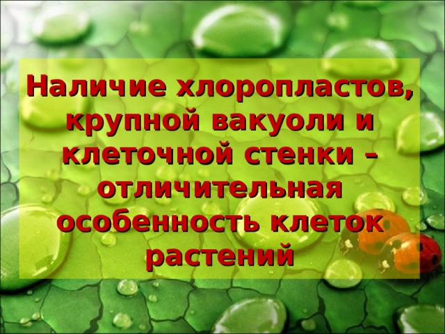 Наличие хлоропластов, крупной вакуоли и клеточной стенки – отличительная особенность клеток растений 