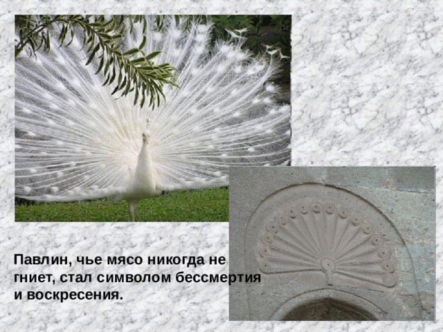 Павлин, чье мясо никогда не гниет, стал символом бессмертия и воскресения. 