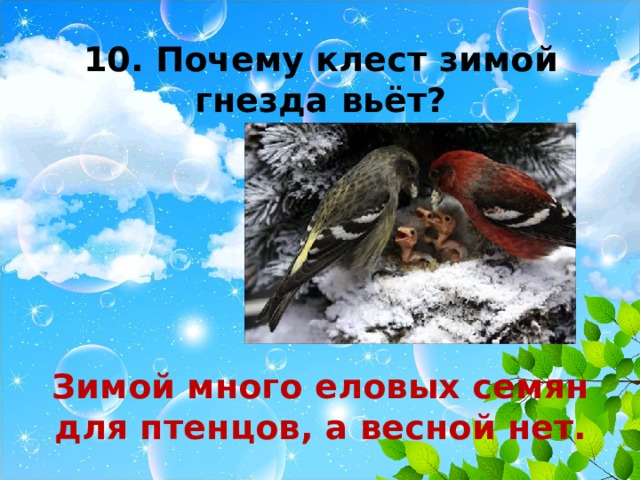10. Почему клест зимой гнезда вьёт?      Зимой много еловых семян для птенцов, а весной нет. 