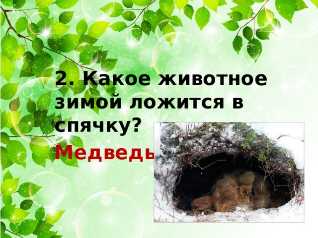 2. Какое животное зимой ложится в спячку? Медведь.  