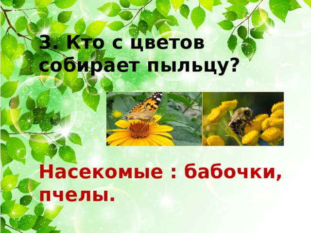 3. Кто с цветов собирает пыльцу?    Насекомые : бабочки, пчелы. 