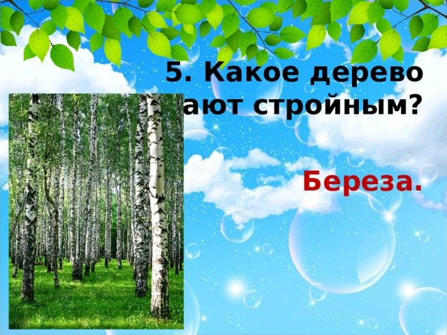 5. Какое дерево считают стройным?  Береза. 