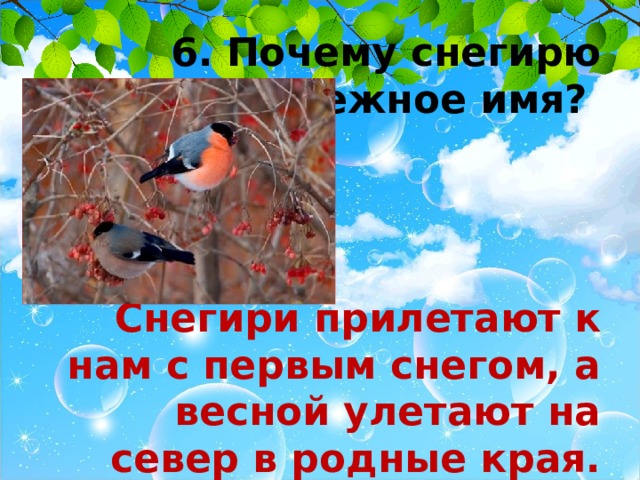  6. Почему снегирю дали снежное имя?    Снегири прилетают к нам с первым снегом, а весной улетают на север в родные края.  
