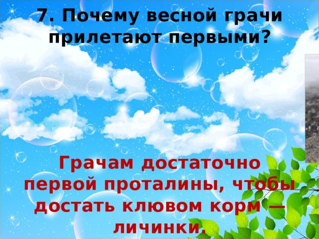 7. Почему весной грачи прилетают первыми?     Грачам достаточно первой проталины, чтобы достать клювом корм — личинки. 