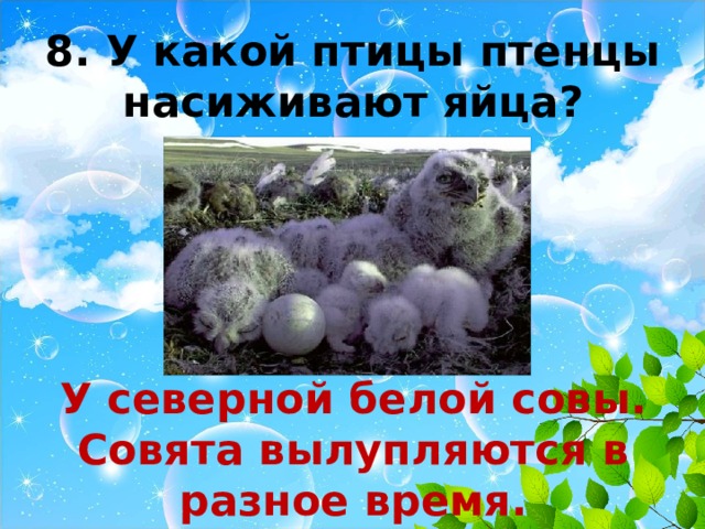 8. У какой птицы птенцы насиживают яйца?     У северной белой совы. Совята вылупляются в разное время. 