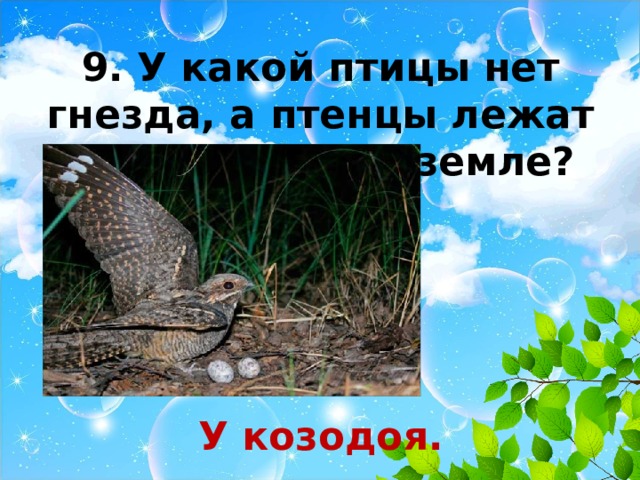 9. У какой птицы нет гнезда, а птенцы лежат прямо на голой земле?     У козодоя. 