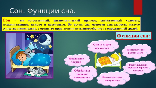 Сон. Функции сна. 