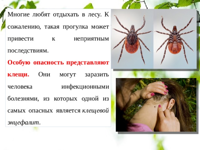 Многие любят отдыхать в лесу. К сожалению, такая прогулка может привести к неприятным последствиям.   Особую опасность представляют клещи. Они могут заразить человека инфекционными болезнями, из которых одной из самых опасных является  клещевой энцефалит. 