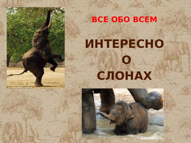 ВСЕ ОБО ВСЕМ  ИНТЕРЕСНО  О СЛОНАХ 