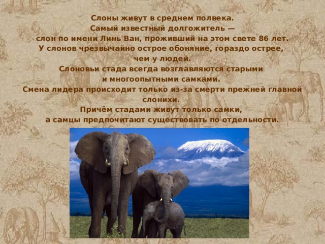 Слоны живут в среднем полвека.  Самый известный долгожитель — слон по имени Линь Ван, проживший на этом свете 86 лет. У слонов чрезвычайно острое обоняние, гораздо острее, чем у людей. Слоновьи стада всегда возглавляются старыми и многоопытными самками. Смена лидера происходит только из-за смерти прежней главной слонихи. Причём стадами живут только самки, а самцы предпочитают существовать по отдельности. 