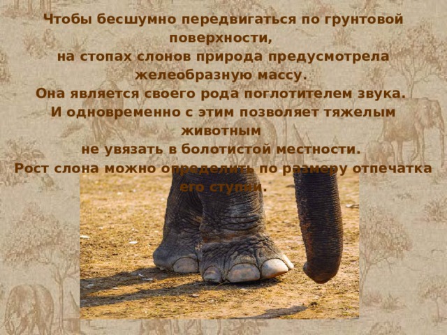 Чтобы бесшумно передвигаться по грунтовой поверхности, на стопах слонов природа предусмотрела желеобразную массу. Она является своего рода поглотителем звука. И одновременно с этим позволяет тяжелым животным не увязать в болотистой местности. Рост слона можно определить по размеру отпечатка его ступни. 