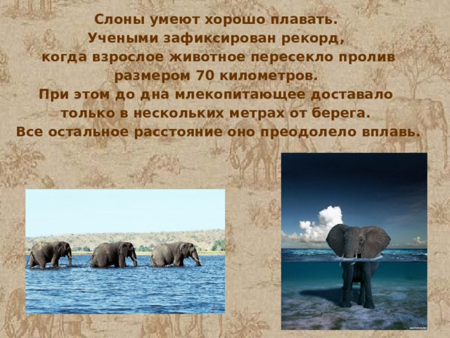 Слоны умеют хорошо плавать. Учеными зафиксирован рекорд, когда взрослое животное пересекло пролив размером 70 километров. При этом до дна млекопитающее доставало только в нескольких метрах от берега. Все остальное расстояние оно преодолело вплавь. 