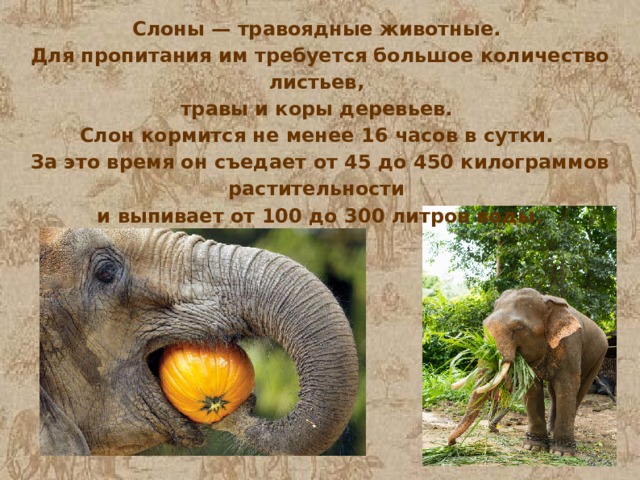 Слоны — травоядные животные. Для пропитания им требуется большое количество листьев, травы и коры деревьев. Слон кормится не менее 16 часов в сутки. За это время он съедает от 45 до 450 килограммов растительности и выпивает от 100 до 300 литров воды. 