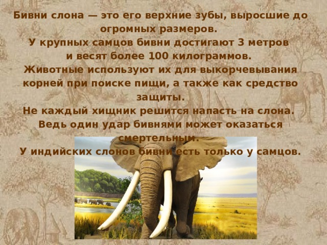 Бивни слона — это его верхние зубы, выросшие до огромных размеров. У крупных самцов бивни достигают 3 метров и весят более 100 килограммов. Животные используют их для выкорчевывания корней при поиске пищи, а также как средство защиты. Не каждый хищник решится напасть на слона. Ведь один удар бивнями может оказаться смертельным. У индийских слонов бивни есть только у самцов.  