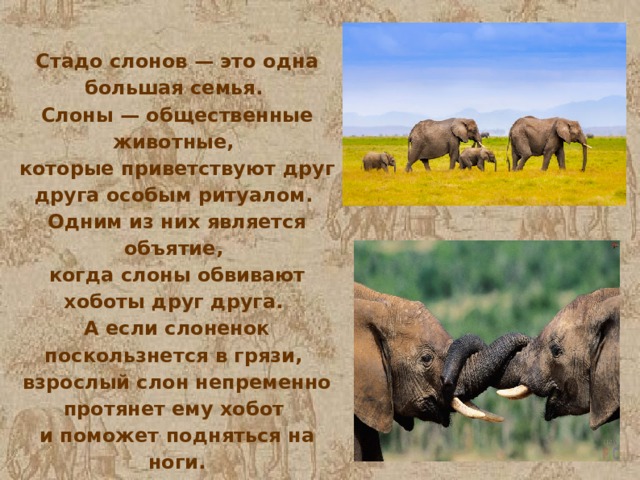 Стадо слонов — это одна большая семья. Слоны — общественные животные, которые приветствуют друг друга особым ритуалом. Одним из них является объятие, когда слоны обвивают хоботы друг друга. А если слоненок поскользнется в грязи, взрослый слон непременно протянет ему хобот и поможет подняться на ноги. 