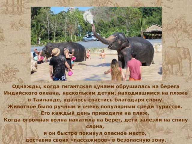 Однажды, когда гигантская цунами обрушилась на берега Индийского океана, нескольким детям, находившимся на пляже в Таиланде, удалось спастись благодаря слону. Животное было ручным и очень популярным среди туристов. Его каждый день приводили на пляж. Когда огромная волна накатила на берег, дети залезли на спину слона, и он быстро покинул опасное место, доставив своих «пассажиров» в безопасную зону.  