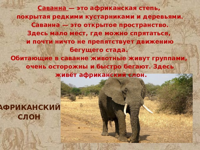 Саванна — это африканская степь, покрытая редкими кустарниками и деревьями.  Саванна — это открытое пространство. Здесь мало мест, где можно спрятаться, и почти ничто не препятствует движению бегущего стада. Обитающие в саванне животные живут группами, очень осторожны и быстро бегают. Здесь  живёт африканский слон.   АФРИКАНСКИЙ СЛОН 