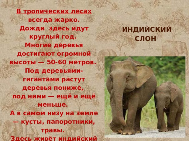 В тропических лесах всегда жарко. Дожди здесь идут круглый год. Многие деревья достигают огромной высоты — 50-60 метров. Под деревьями-гигантами растут деревья пониже, под ними — ещё и ещё меньше. А в самом низу на земле — кусты, папоротники, травы. Здесь живёт индийский слон.  ИНДИЙСКИЙ СЛОН 