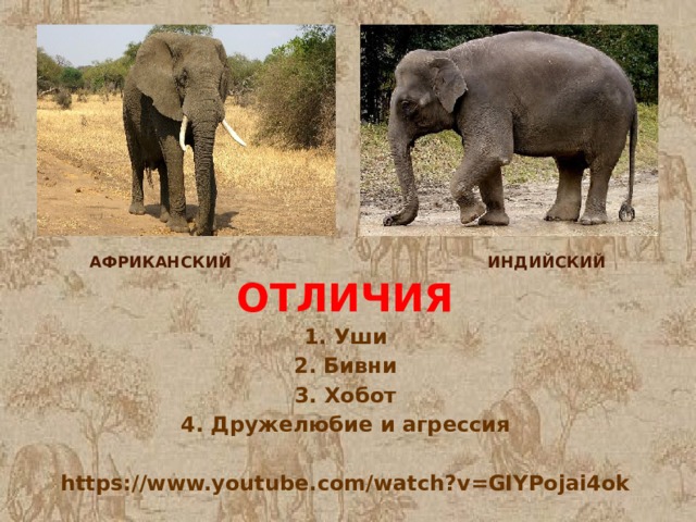 АФРИКАНСКИЙ ИНДИЙСКИЙ  ОТЛИЧИЯ  1. Уши  2. Бивни  3. Хобот  4. Дружелюбие и агрессия   https://www.youtube.com/watch?v=GIYPojai4ok 