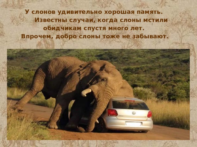 У слонов удивительно хорошая память.  Известны случаи, когда слоны мстили обидчикам спустя много лет. Впрочем, добро слоны тоже не забывают. 
