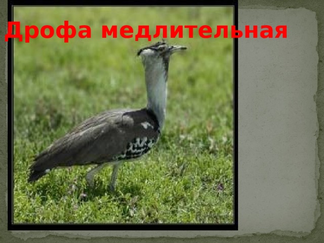 Дрофа медлительная 