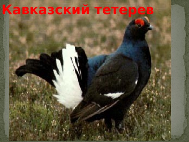 Кавказский тетерев 