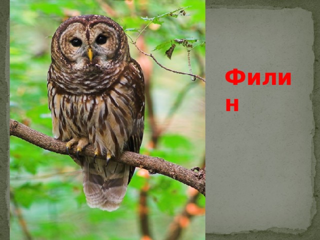 Филин 