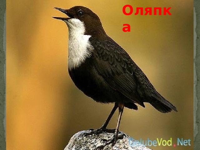 Оляпка 