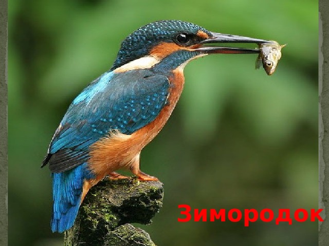 Зимородок 