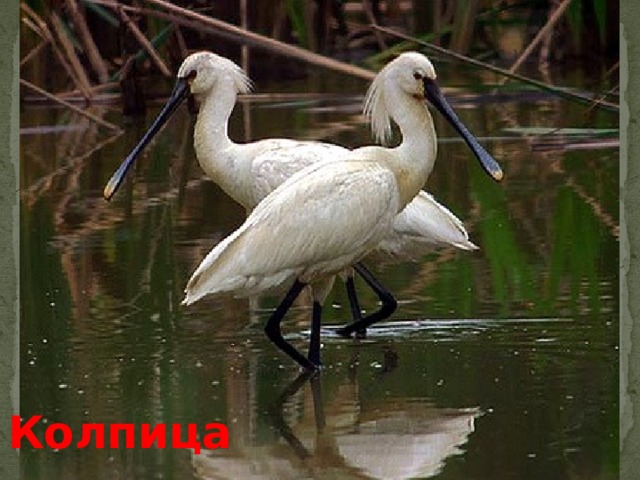Колпица 