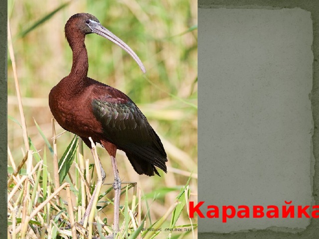 Каравайка 