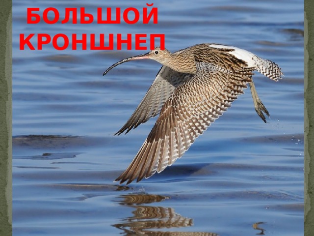  БОЛЬШОЙ КРОНШНЕП 