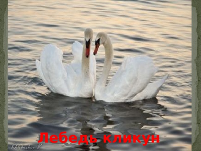 Лебедь кликун 