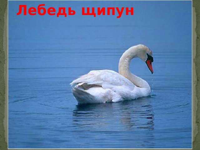 Лебедь щипун 