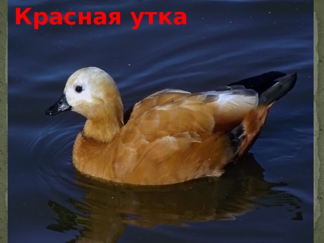 Красная утка 