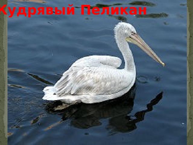 Кудрявый Пеликан 