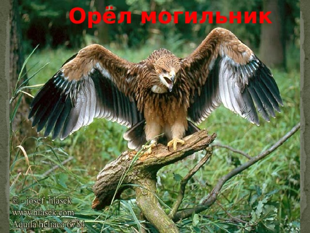 Орёл могильник 