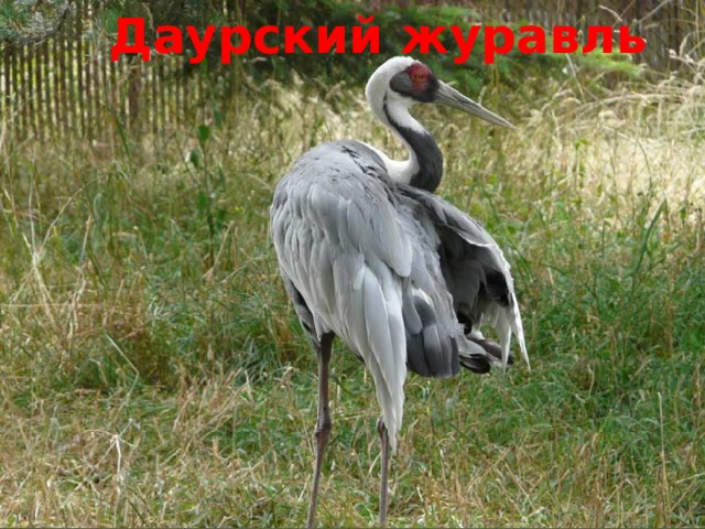  Даурский журавль 