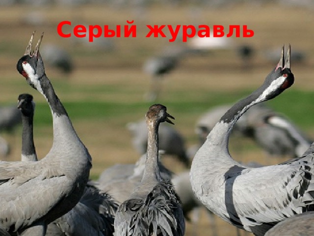 Серый журавль 