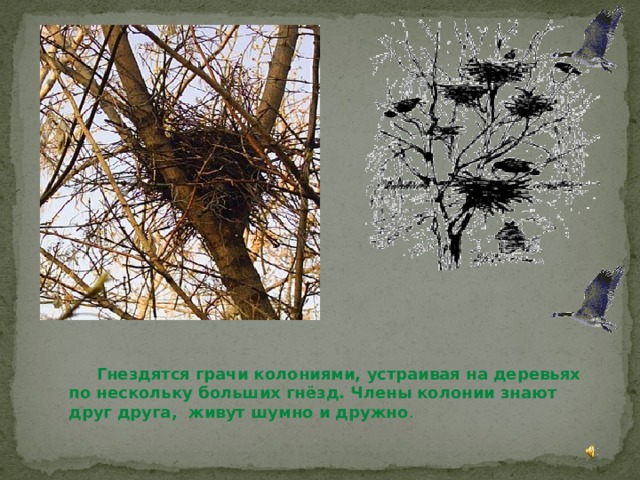  Гнездятся грачи колониями, устраивая на деревьях  по нескольку больших гнёзд. Члены колонии знают  друг друга, живут шумно и дружно . 